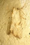 Apamea lithoxylaea