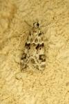 Eudonia delunella