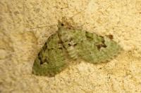 Chloroclystis v-ata