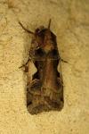 Xestia c-nigrum