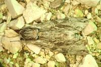 Agrius convolvuli