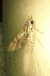 Agrius convolvuli