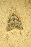 Meganola strigula