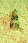 Euzophera pinguis