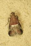 Acrobasis marmorea