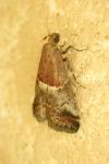 Acrobasis marmorea