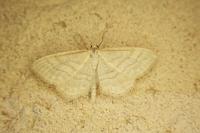 Idaea macilentaria