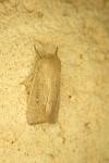 Mythimna sicula