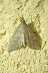 Mecyna asinalis