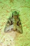 Lacanobia w-latinum