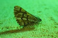 Bupalus piniaria