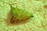 Pyrausta despicata