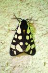 Arctia villica