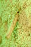 Agriphila geniculea