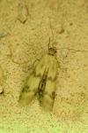 Homoeosoma sinuella