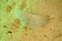 Idaea subsericeata