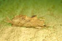 Pterostoma palpina