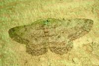 Hypomecis punctinalis