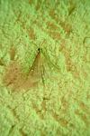 Dolicharthria punctalis