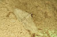 Idaea seriata