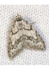 Nola cicatricalis