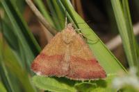 Phytometra viridaria