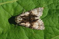 Acronicta alni