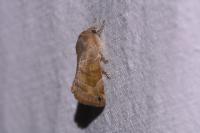 Cosmia affinis