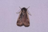 Ochropleura plecta