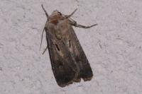 Agrotis exclamationis exclamationis
