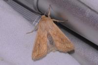 Mythimna vitellina