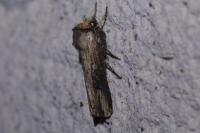 Axylia putris