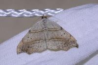 Laspeyria flexula