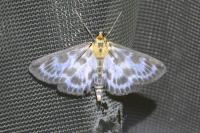 Anania hortulata
