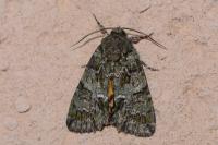 Polyphaenis sericata