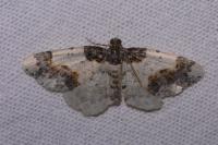 Ligdia adustata