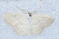 Scopula immutata