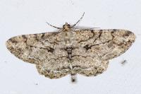 Peribatodes rhomboidaria rhomboidaria