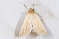 Mythimna pallens