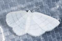 Cabera pusaria