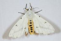 Spilarctia lutea
