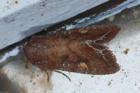 Lacanobia oleracea