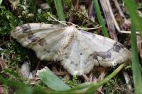 Idaea trigeminata