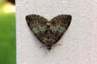 Hydriomena impluviata impluviata