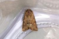 Oligia fasciuncula