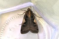 Xestia c-nigrum