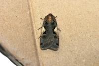 Xestia c-nigrum