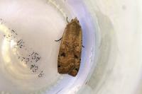 Noctua pronuba