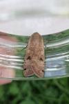 Noctua pronuba