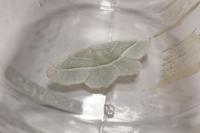 Campaea margaritaria